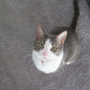 Meet your Posher, Posh